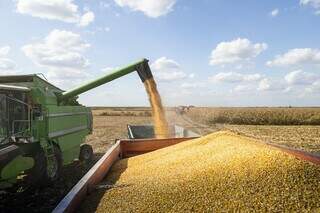 Produção de milho lidera o crescimento no país. (Foto: Divulgação | Ministério da Agricultura, Pecuária e Abastecimento)