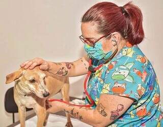 Todos os animais são avaliados por médicos veterinários (Foto: Divulgação/Arquivo)