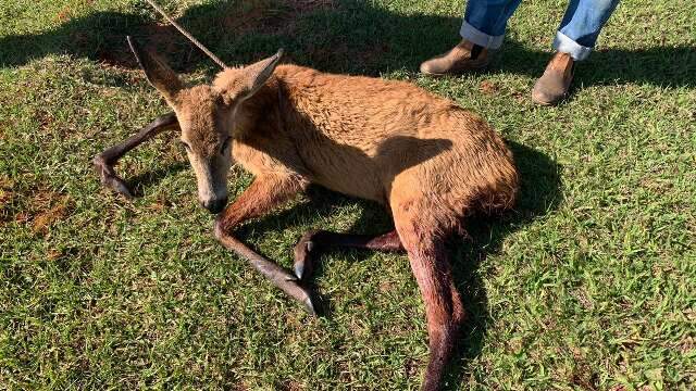 Cervo-do-pantanal &eacute; resgatado debilitado ap&oacute;s ataque de c&atilde;es em fazenda 