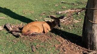 Animal chegou a ser resgatado e levado para clínica veterinária na cidade. (Foto/Divulgação)