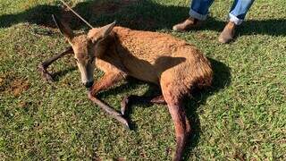 Cervo foi encontrado muito ferido em fazenda em Nova Andradina. (Foto/Divulgação)