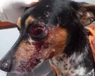 O olho do cachorro ficou bem lesionado por causada das paulada (Foto:Direto das Ruas)