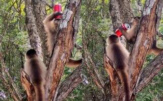Macacos-prego em árvore e com latinha de refrigerante nas mãos. (Foto: Prefeitura de Bonito)