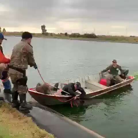 Militares levam 5h para resgatar antas em lagoa de esta&ccedil;&atilde;o de esgoto