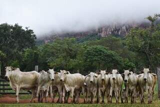 Lote de bovinos da raça nelore que serão levados à leilão. (Foto: Divulgação/SAD)