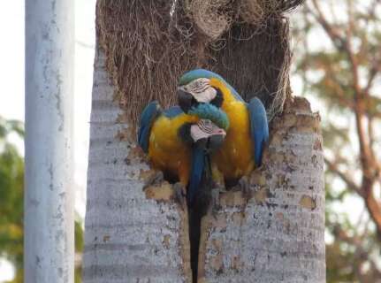 Biólogo apaixonado por aves encontrou “paraíso” no céu de Campo Grande