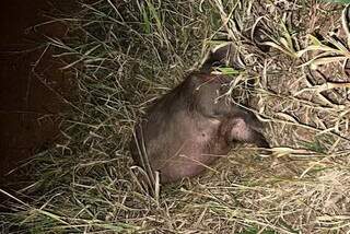 Carro atinge capivara, capota e casal &eacute; socorrido com traumatismo craniano