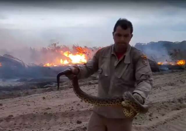 Bombeiros salvam sucuri em meio ao fogo que atinge Pantanal sul-mato-grossense