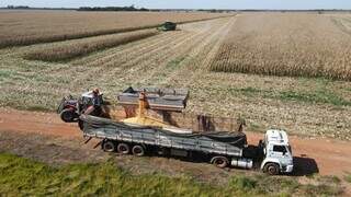 Colheita de milho em andamento em lavoura do Estado. (Foto: Semagro)