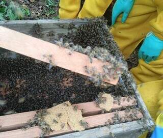 Caixa com colmeias de abelhas em fazenda de mel localizada em Miranda. (Foto: Sebrae/ Divulgação)