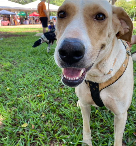 &quot;C&atilde;ominhada&quot; no Bioparque quer arrecadar ra&ccedil;&atilde;o para animais acolhidos em ONGs