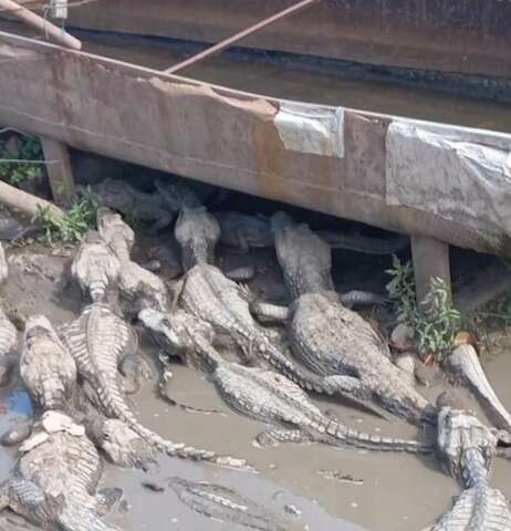 Jacar&eacute;s mendigando &aacute;gua geram como&ccedil;&atilde;o e debate sobre seca no Pantanal