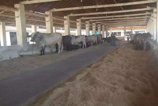 De maior do Brasil a feira agropecu&aacute;ria local, Expogrande n&atilde;o decola 