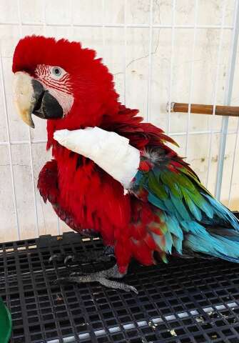 Todos os meses, de 3 a 4 aves param de voar ao serem atingidas por cerol