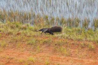 Tamanduá-bandeira é uma das espécies ameaçadas de extinção que existem na reserva (Foto: Divulgação)