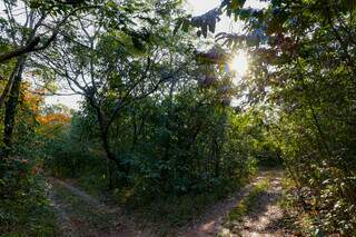 Bifurcação de trilhas em meio a mata virgem no Parque Matas do Segredo vai exigir atenção dos baikeiros (Foto: Kisie Ainoã/Arquivo) 