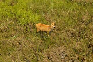 Cervo do pantanal e mais 489 espécies de animais foram identificadas em reserva (Foto: Divulgação)