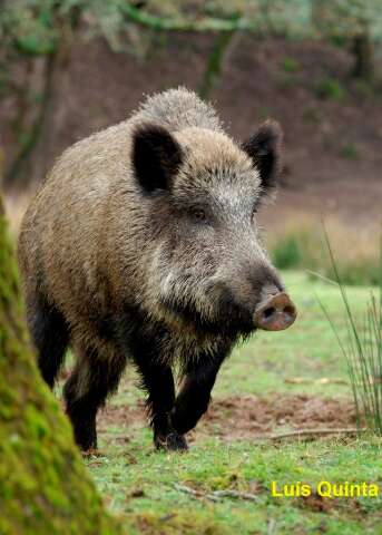 Javali &eacute; &uacute;nico animal que pode ser ca&ccedil;ado por quem conseguiu certificado de CAC 