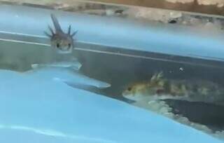 Filhotinhos dos axolotes em aquário (Foto: Reprodução)