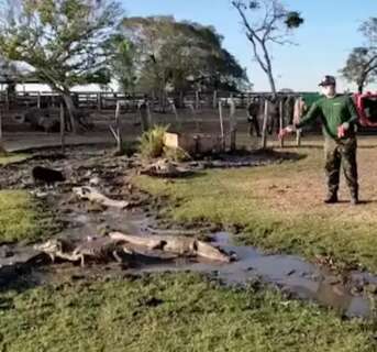 Passando fome, jacarés são socorridos com carne doada no Pantanal