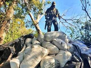 Agente da Senad sobre fardos de maconha encontrados em acampamento narco (Foto: Divulgação)