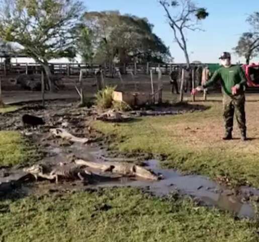 Passando fome, jacar&eacute;s s&atilde;o socorridos com carne doada no Pantanal