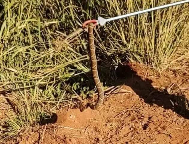 Voc&ecirc; j&aacute; foi atacado por algum animal silvestre? Participe da enquete