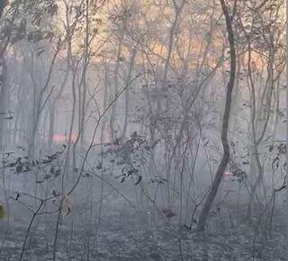 Incêndio em reserva da fazenda Monte Alto, em Rio Verde de Mato Grosso. (Foto: Direto das Ruas)