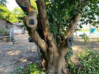 Repelente luminoso acoplado a tronco de árvore protege casa de ribeirinhos contra ataque de onças. (Foto: IHP)