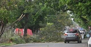 Galhos de árvore cai em Corumbá, na magrudada desta sexta-feira (Foto: Anderson Gallo/Diário Corumbaense)