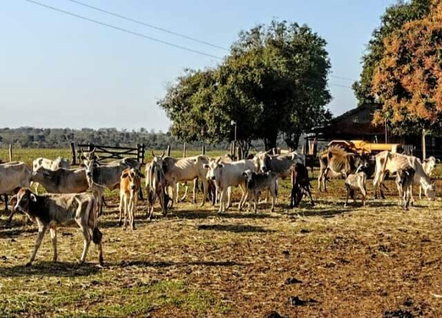 Gado morre de fome e propriet&aacute;ria &eacute; multada em R$ 8 mil por maus-tratos