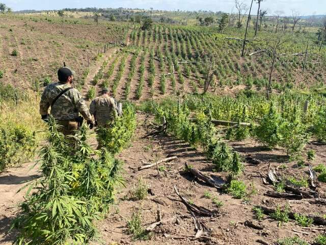 Pol&iacute;cia paraguaia destr&oacute;i 6 hectares de maconha em acampamentos do tr&aacute;fico 