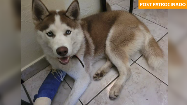 Petisco Pet Shop convida cachorrada para se divertir e ajudar no Encontro Husky