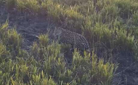 On&ccedil;a Juma &eacute; flagrada passeando em fazenda do Pantanal de MS