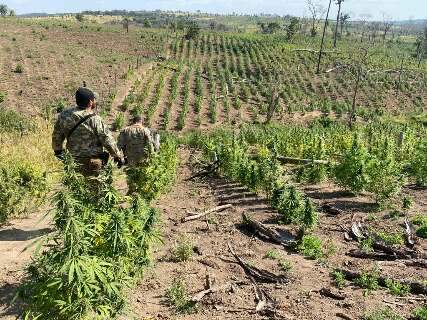 Polícia paraguaia destrói 6 hectares de maconha em acampamentos do tráfico 