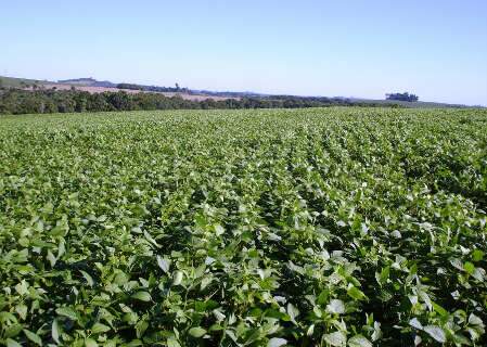 Novo fertilizante fosfatado aumenta a produtividade da soja