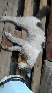 Gato que morreu envenenado em supermercado. (Foto: Direto das Ruas) 