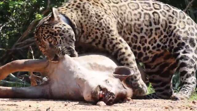 On&ccedil;a leva anta para alimentar a fam&iacute;lia e atrai flashes no Pantanal 