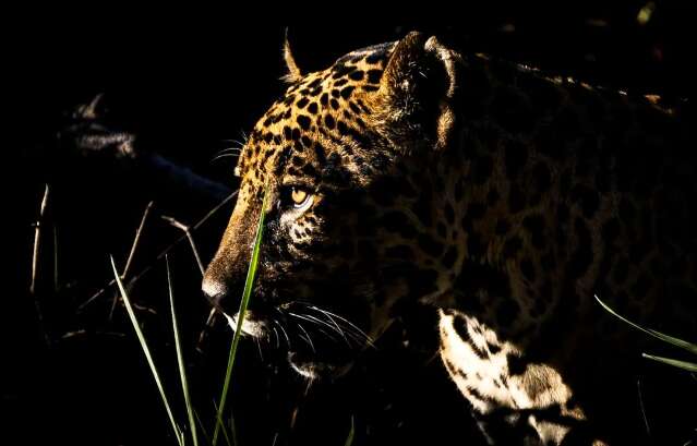 Para quem registra ‘joia da coroa do Pantanal’ cada dia é privilégio