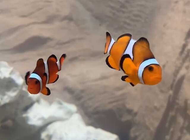 Fam&iacute;lia do peixinho Nemo chega ao Bioparque Pantanal