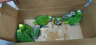 Papagaios eram traficados no Estado e foram recolhidos pela PMA. (Foto: Divulgação)