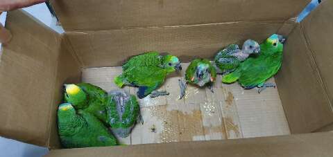 PMA multou traficantes em R$ 2,3 milhões por venda ilegal de papagaios