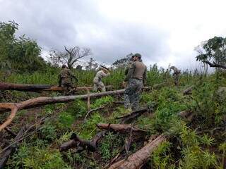 Agentes antidrogas cortam pés de maconha em nova operação na fronteira do Paraguai com MS (Foto: Senad)