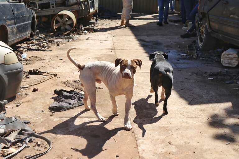 Casal de cachorros da raça pitbull que estavam no ferro-velho tomado por fezes. (Foto: Paulo Francis)