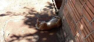 Cachorro ficou preso no buraco do muro, com o corpo para o lado de fora da casa. (Foto: Direto das Ruas)