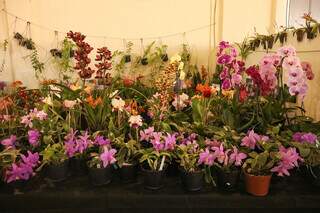 Orquídeas das cores mais variadas se unem em cada box montado para o evento. (Foto: Paulo Francis)