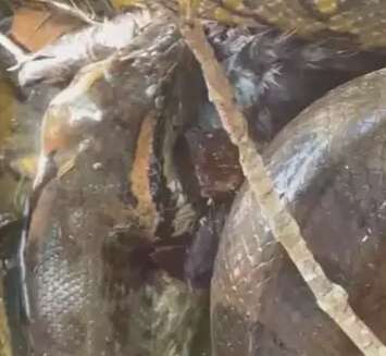 Durante passeio tur&iacute;stico, bi&oacute;logo filma sucuri devorando gralha em Bonito