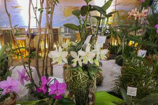 Através da associação Americana, Jean trouxe uma das orquídeas mais raras na exposição. (Foto: Paulo Francis)