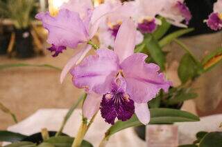 Com plantas de R$ 7 mil, exposição enlouquece quem ama orquídeas