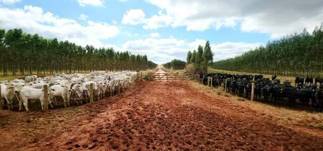 Fazenda é referência para MS atingir meta de Carbono Neutro até 2030 